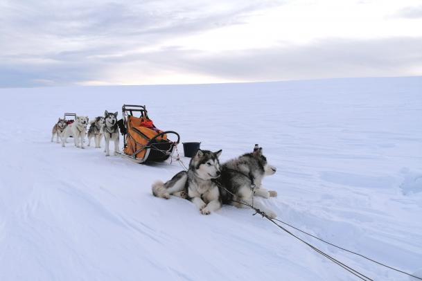 Huskytour 7 Tage im Fulufjäll Nationalpark