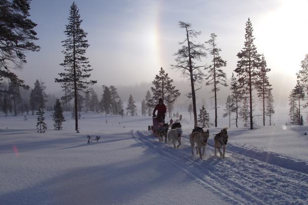 Huskytour 7 Tage im Fulufjäll Nationalpark