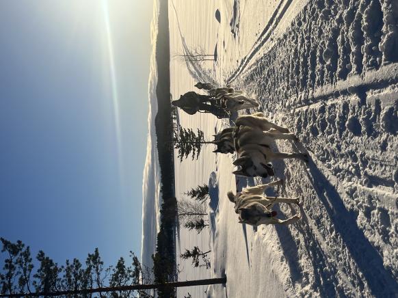 ein weiteres Highlight sind die Huskytouren