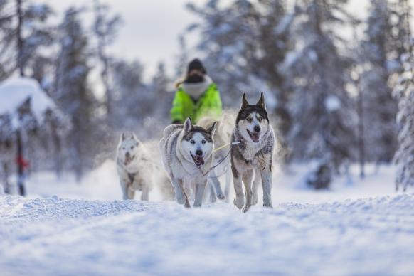 Huskyschlitten von vorne