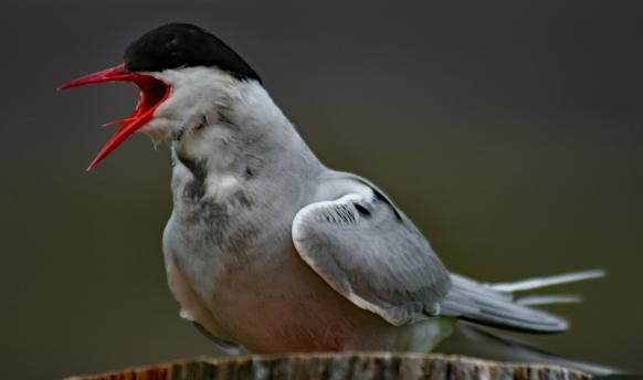 Vogelwelt auf Island