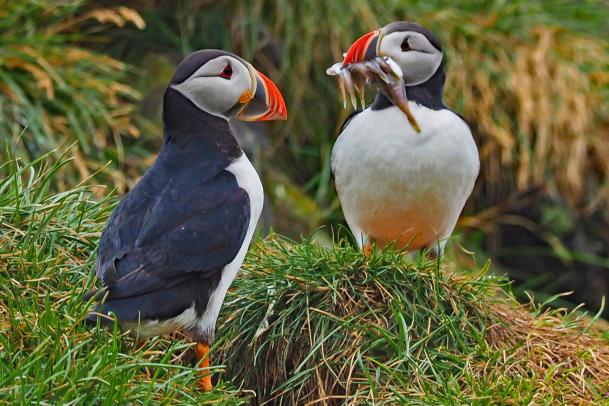 Wandern in den Westfjorden Islands