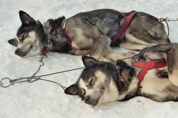 Huskytour Ostern