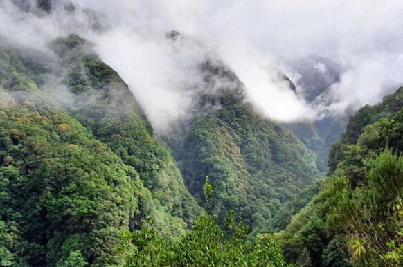 Wolkenverhangener Loorbeerwald auf Madeira