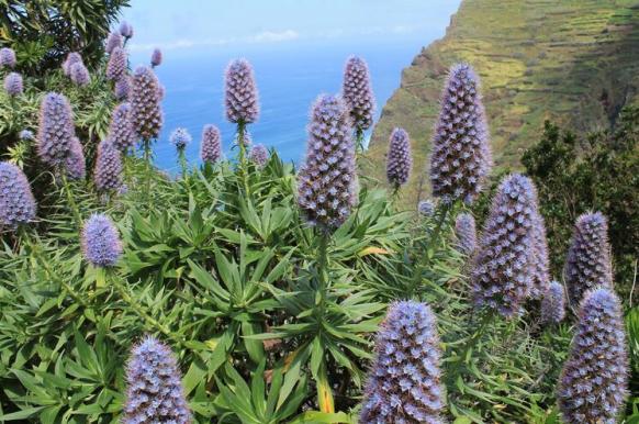 Natternkopf - wird als Stolz von Madeira bezeichnet