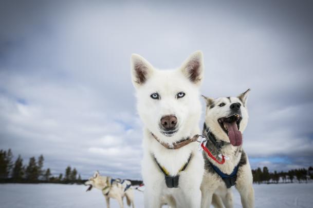 Fotokurs Winter