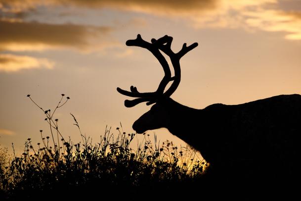 Hüttentour Kungsleden