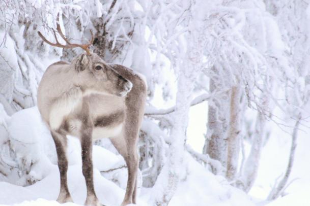 Winterabenteuer in Ruka