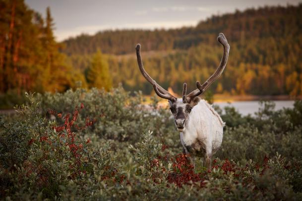 Wanderwoche Långfjäll