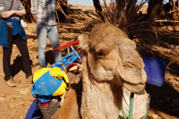 Marokko: Nomadenleben mit Kameltrekking