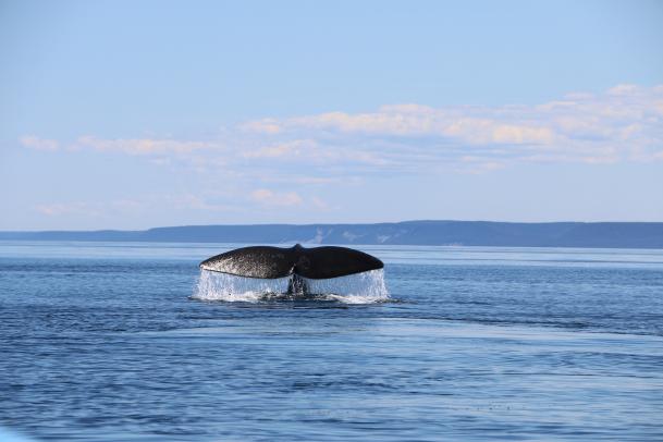 Neufundland und Nova Scotia