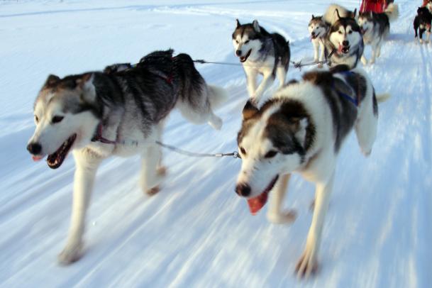 Huskytour 7 Tage - plus Wintercamp Idre