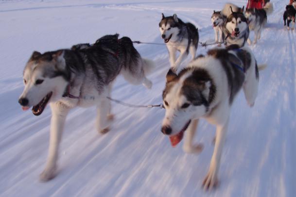 Huskytour 7 Tage - mit Wintercamp Idre