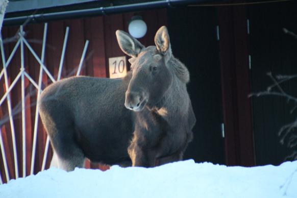 ein Gast vor eurer Hütte
