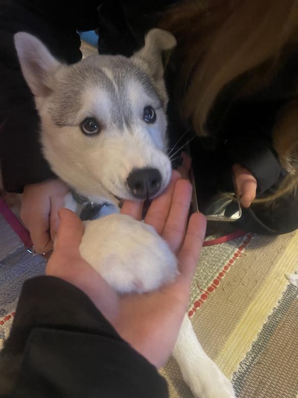 auch der Besuch einer Huskyfarm ist möglich
