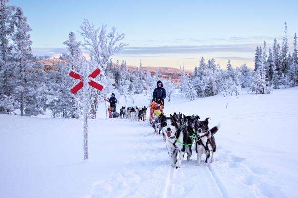 Taikuri Adventures - Im Reich der Huskys